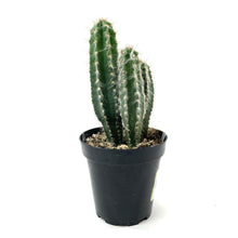 Load image into Gallery viewer, Cactus, 9cm, Pilosocereus Pachycladus - Floral Acres Greenhouse & Garden Centre