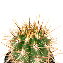 Load image into Gallery viewer, Cactus, 9cm, Helianthocereus Poco - Floral Acres Greenhouse & Garden Centre