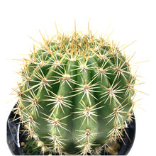 Load image into Gallery viewer, Cactus, 9cm, Trichocereus grandiflorus Hybrid - Floral Acres Greenhouse & Garden Centre