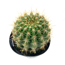Load image into Gallery viewer, Cactus, 9cm, Trichocereus grandiflorus Hybrid - Floral Acres Greenhouse & Garden Centre