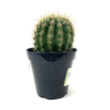 Load image into Gallery viewer, Cactus, 9cm, Trichocereus grandiflorus Hybrid - Floral Acres Greenhouse & Garden Centre