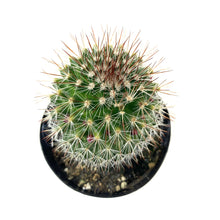 Load image into Gallery viewer, Cactus, 9cm, Mammillaria Spinosissima - Floral Acres Greenhouse & Garden Centre