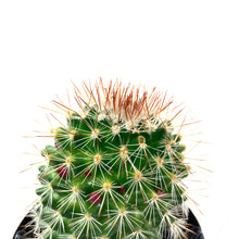 Load image into Gallery viewer, Cactus, 9cm, Mammillaria Spinosissima - Floral Acres Greenhouse & Garden Centre