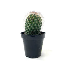 Load image into Gallery viewer, Cactus, 9cm, Mammillaria Spinosissima - Floral Acres Greenhouse & Garden Centre
