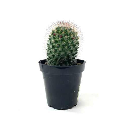 Cactus, 9cm, Mammillaria Spinosissima - Floral Acres Greenhouse & Garden Centre