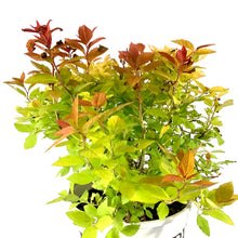 Load image into Gallery viewer, Spirea, 2 gal, Double Play Big Bang® - Floral Acres Greenhouse & Garden Centre