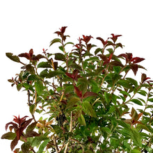 Load image into Gallery viewer, Spirea, 2 gal, Superstar™ - Floral Acres Greenhouse &amp; Garden Centre
