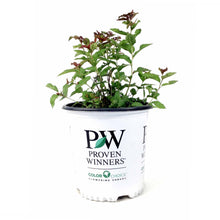 Load image into Gallery viewer, Spirea, 2 gal, Double Play Doozie® - Floral Acres Greenhouse & Garden Centre