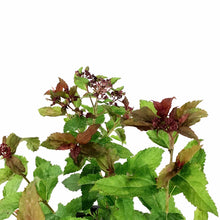 Load image into Gallery viewer, Spirea, 2 gal, Double Play Doozie® - Floral Acres Greenhouse & Garden Centre