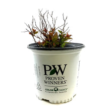 Load image into Gallery viewer, Spirea, 2 gal, Double Play Doozie® - Floral Acres Greenhouse & Garden Centre