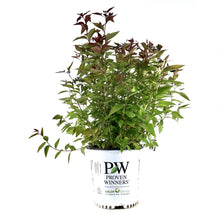 Load image into Gallery viewer, Spirea, 2 gal, Double Play® Red - Floral Acres Greenhouse & Garden Centre