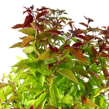 Load image into Gallery viewer, Spirea, 2 gal, Double Play® Red - Floral Acres Greenhouse & Garden Centre