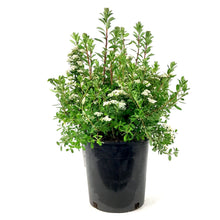 Load image into Gallery viewer, Spirea, 2 gal, Snowmound - Floral Acres Greenhouse & Garden Centre