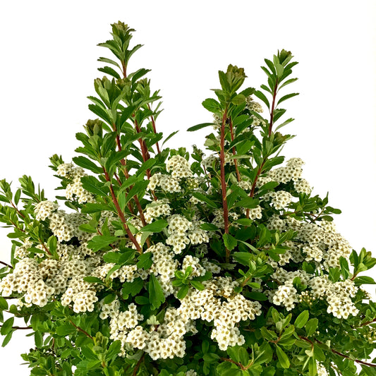Spirea, 2 gal, Snowmound - Floral Acres Greenhouse & Garden Centre