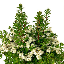 Load image into Gallery viewer, Spirea, 2 gal, Snowmound - Floral Acres Greenhouse & Garden Centre