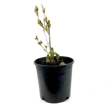 Load image into Gallery viewer, Lilac, 2 gal, French, Charles Joly - Floral Acres Greenhouse & Garden Centre