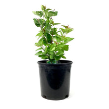 Load image into Gallery viewer, Lilac, 2 gal, French, Charles Joly - Floral Acres Greenhouse & Garden Centre