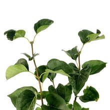 Load image into Gallery viewer, Lilac, 2 gal, French, Sensation - Floral Acres Greenhouse & Garden Centre
