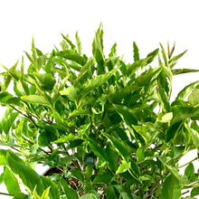 Load image into Gallery viewer, Lilac, 2 gal, Little Lady™ - Floral Acres Greenhouse & Garden Centre