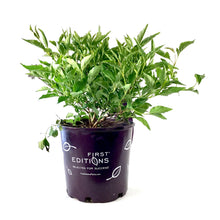 Load image into Gallery viewer, Lilac, 2 gal, Little Lady™ - Floral Acres Greenhouse & Garden Centre