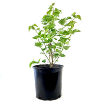 Load image into Gallery viewer, Lilac, 2 gal, Pocahontas - Floral Acres Greenhouse & Garden Centre