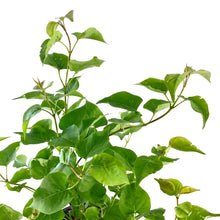 Load image into Gallery viewer, Lilac, 2 gal, Pocahontas - Floral Acres Greenhouse & Garden Centre