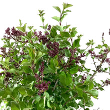 Load image into Gallery viewer, Lilac, 5 gal, Dwarf Korean Top-Graft - Floral Acres Greenhouse & Garden Centre