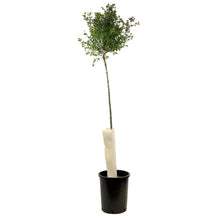 Load image into Gallery viewer, Lilac, 5 gal, Dwarf Korean Top-Graft - Floral Acres Greenhouse & Garden Centre