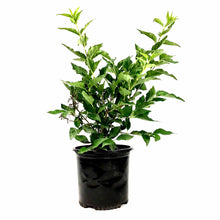 Load image into Gallery viewer, Lilac, 8in, Miss Kim Korean - Floral Acres Greenhouse & Garden Centre