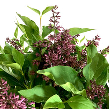 Load image into Gallery viewer, Lilac, 5 gal, Miss Kim Korean Top-Graft - Floral Acres Greenhouse & Garden Centre