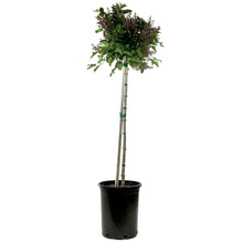 Load image into Gallery viewer, Lilac, 5 gal, Miss Kim Korean Top-Graft - Floral Acres Greenhouse & Garden Centre