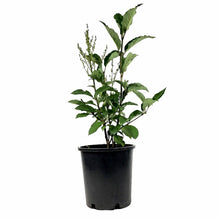 Load image into Gallery viewer, Lilac, 2 gal, Preston, Royalty - Floral Acres Greenhouse & Garden Centre