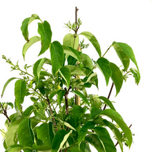 Load image into Gallery viewer, Lilac, 7 gal, Ivory Silk Japanese Tree Lilac - Floral Acres Greenhouse & Garden Centre