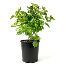 Load image into Gallery viewer, Lilac, 2 gal, French, Common Variegated - Floral Acres Greenhouse & Garden Centre