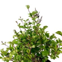 Load image into Gallery viewer, Lilac, 2 gal, Dwarf Korean - Floral Acres Greenhouse & Garden Centre
