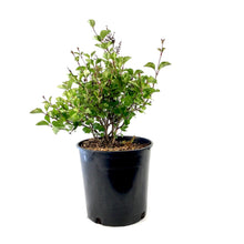 Load image into Gallery viewer, Lilac, 2 gal, Dwarf Korean - Floral Acres Greenhouse & Garden Centre