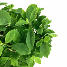 Load image into Gallery viewer, Honeysuckle, 2 gal, Miniglobe - Floral Acres Greenhouse & Garden Centre