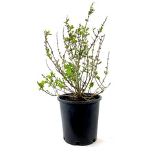 Load image into Gallery viewer, Honeysuckle, 2 gal, Miniglobe - Floral Acres Greenhouse & Garden Centre