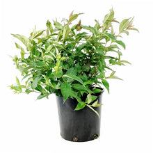 Load image into Gallery viewer, Honeysuckle, 2 gal, Copper Dwarf Bush - Floral Acres Greenhouse & Garden Centre
