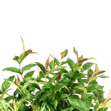 Load image into Gallery viewer, Honeysuckle, 2 gal, Copper Dwarf Bush - Floral Acres Greenhouse & Garden Centre