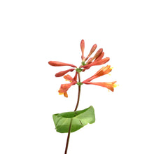 Load image into Gallery viewer, Honeysuckle, 1 gal, Dropmore Scarlet - Floral Acres Greenhouse & Garden Centre