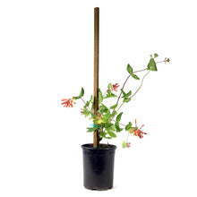 Load image into Gallery viewer, Honeysuckle, 1 gal, Dropmore Scarlet - Floral Acres Greenhouse & Garden Centre