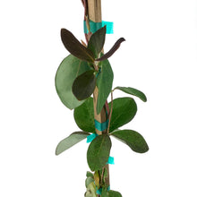 Load image into Gallery viewer, Honeysuckle, 1 gal, Mandarin - Floral Acres Greenhouse & Garden Centre