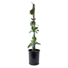 Load image into Gallery viewer, Honeysuckle, 1 gal, Mandarin - Floral Acres Greenhouse & Garden Centre