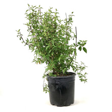 Load image into Gallery viewer, Mock Orange, 2 gal, Galahad - Floral Acres Greenhouse & Garden Centre