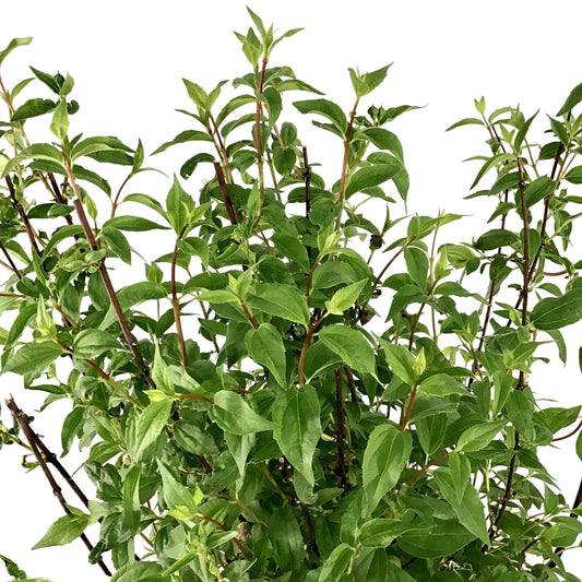 Mock Orange, 2 gal, Galahad - Floral Acres Greenhouse & Garden Centre