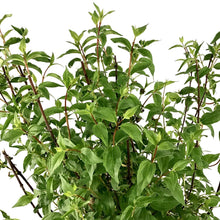 Load image into Gallery viewer, Mock Orange, 2 gal, Galahad - Floral Acres Greenhouse & Garden Centre
