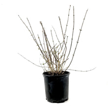 Load image into Gallery viewer, Mock Orange, 2 gal, Galahad - Floral Acres Greenhouse & Garden Centre