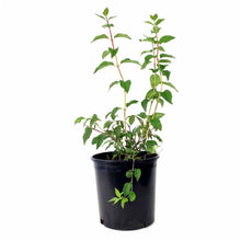 Load image into Gallery viewer, Mock Orange, 2 gal, Waterton's - Floral Acres Greenhouse & Garden Centre
