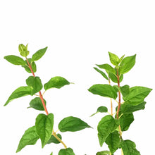 Load image into Gallery viewer, Mock Orange, 2 gal, Waterton's - Floral Acres Greenhouse & Garden Centre